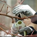 Tree Surgeons Wokingham