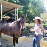 Horse Transportation Puerto Rico