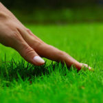 Pest Control St Augustine FL